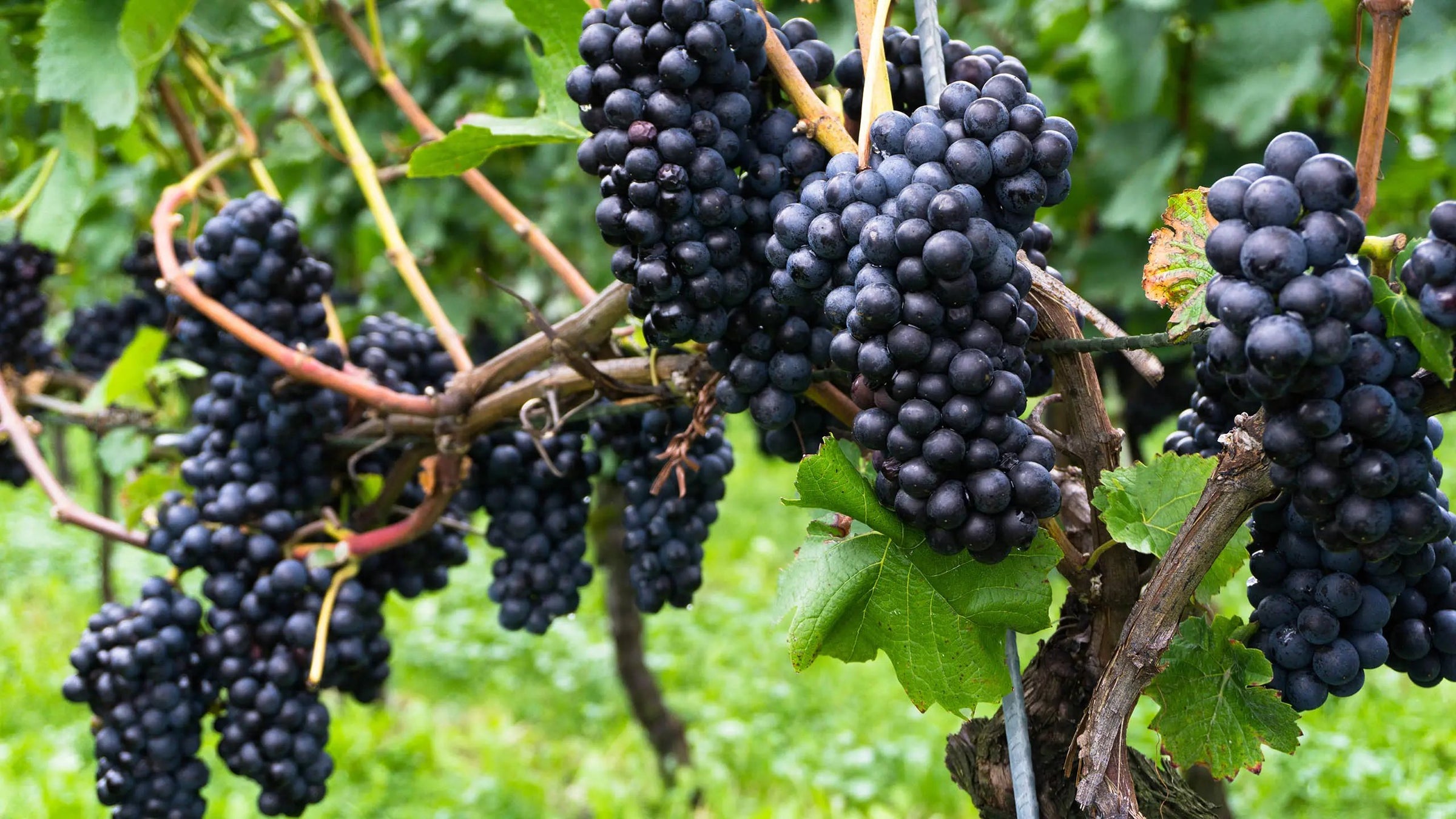 Malbec