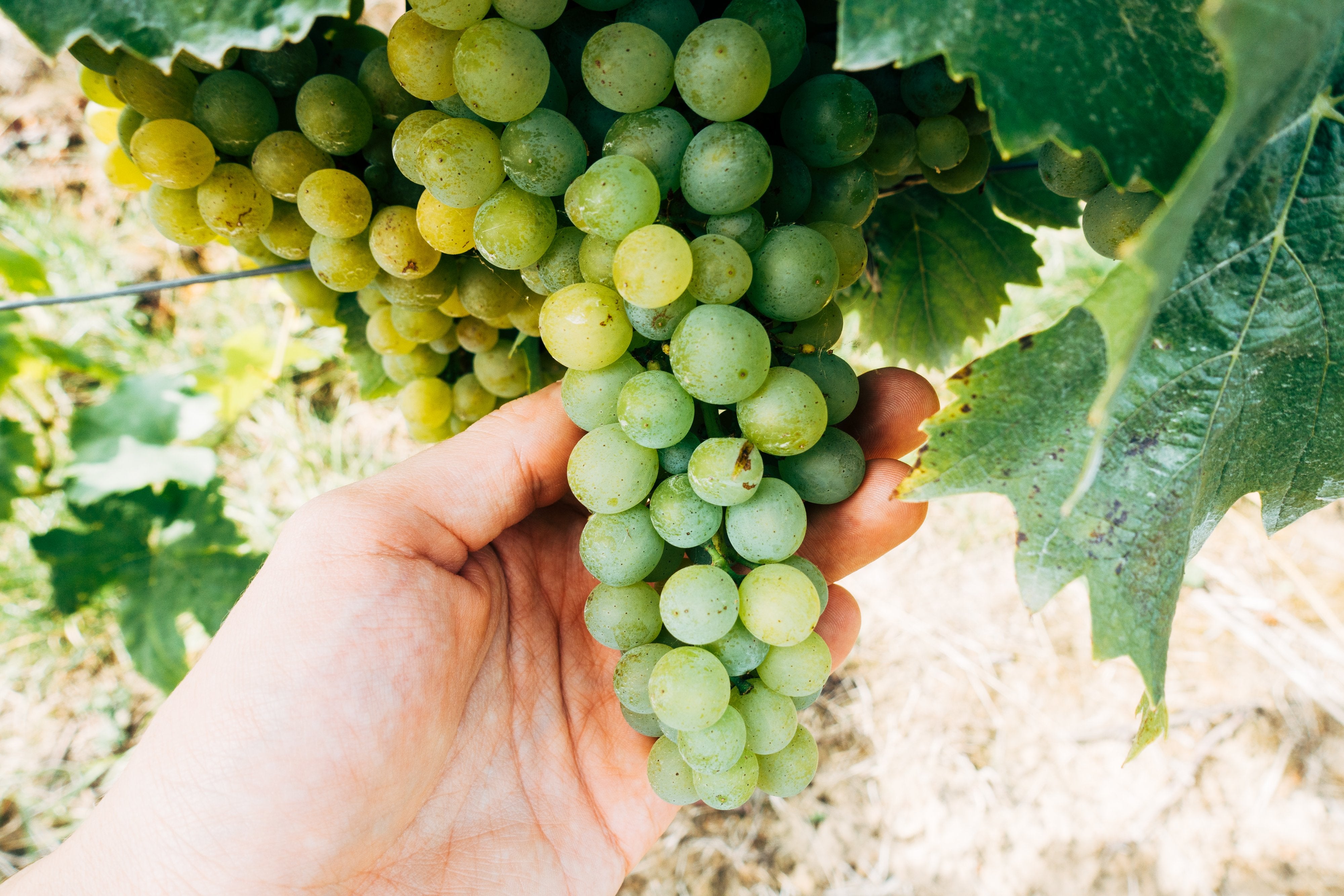 White Wines in Calistoga, CA