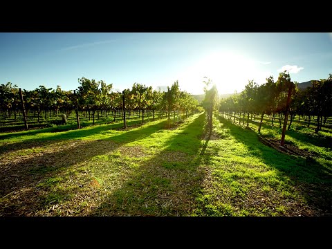 2020 <br>Rosé of <br>Carignane<br> (Mendocino)